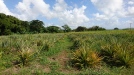Pineapples growing in an adjacent field